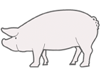 Duroc Pig